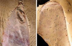 Research: Strange sponge-like fossil creature from half a billion years ago —