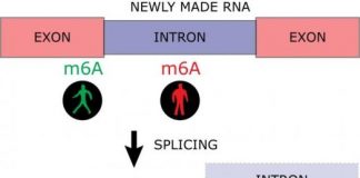 Research: Encrypted messages in biological processes —