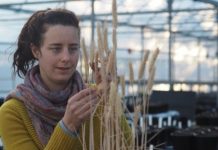 Research: Computer models help predict plants’ response to challenging temperature —