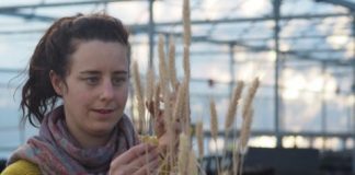 Research: Computer models help predict plants’ response to challenging temperature —