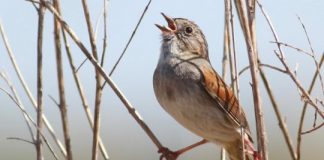 Research: Creating traditions that pass the test of time doesn’t require exceptional smarts —