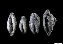 Research: Swedes have been brewing beer since the Iron Age, new evidence confirms —