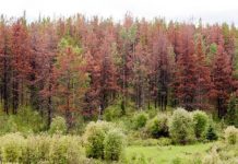 Research: Overpopulation actually limits their spread as larvae compete for food inside the bark —