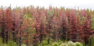 Research: Overpopulation actually limits their spread as larvae compete for food inside the bark —