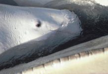 Research: Beluga whales have sensitive hearing, little age-related loss —