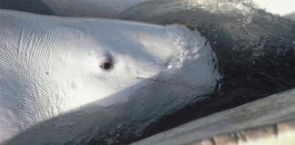 Research: Beluga whales have sensitive hearing, little age-related loss —
