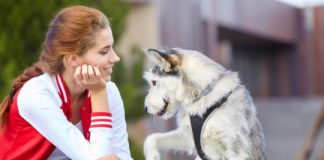 Study: Dogs understand what’s written all over your face — (Details)