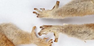 Research: Why don’t we have them? Maybe because we have each other —