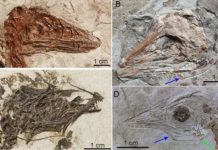 Research: T. Rex couldn’t stick out its tongue —