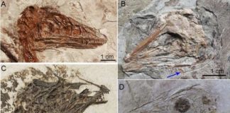 Research: T. Rex couldn’t stick out its tongue —