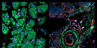 Study: The cells that control the formation of fat — (Details)