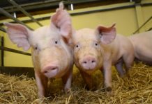 Research: Gene-edited pigs are resistant to billion dollar virus —