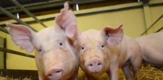 Research: Gene-edited pigs are resistant to billion dollar virus —