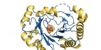 Study: Compound made inside human body stops viruses from replicating — (Details)