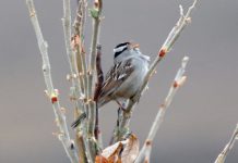 Tech: AI to analyze field recordings and estimate songbird arrivals — (Report)