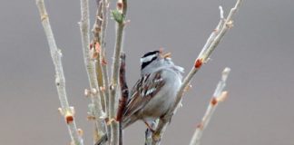 Tech: AI to analyze field recordings and estimate songbird arrivals — (Report)