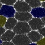 Study: Mechanism behind space expansion of oncogenic mutant cells — (Details)