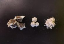 Tech: The seed that could bring clean water to millions — (Report)