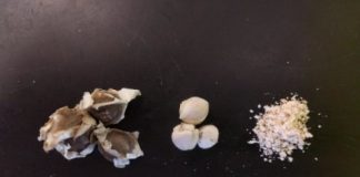 Tech: The seed that could bring clean water to millions — (Report)