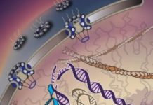 Research: ‘Walking molecules’ haul away damaged DNA to the cell’s emergency room —