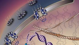 Research: ‘Walking molecules’ haul away damaged DNA to the cell’s emergency room —