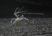 Research: When cozying up with would-be predators, cleaner shrimp follow a dependable script —