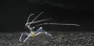 Research: When cozying up with would-be predators, cleaner shrimp follow a dependable script —