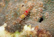 Research: Rice University, NOAA and Virgin Island researchers quantify infestations that erode protective reefs —