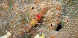 Research: Rice University, NOAA and Virgin Island researchers quantify infestations that erode protective reefs —