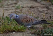 Research: Garden seed diet for threatened turtle doves has negative impact —