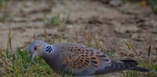 Research: Garden seed diet for threatened turtle doves has negative impact —