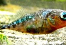 Research: Tapeworm increases tendency of fish to ‘take risks’/Evolutionary biologists publish new study —