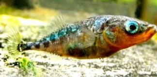 Research: Tapeworm increases tendency of fish to ‘take risks’/Evolutionary biologists publish new study —