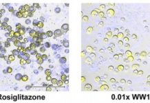 Research: Researchers saw increases in the size and number of fat cells in laboratory models following exposure, even at diluted concentrations. —