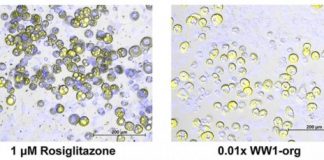 Research: Researchers saw increases in the size and number of fat cells in laboratory models following exposure, even at diluted concentrations. —