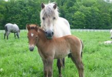 Research: How do horses read human emotional cues? —