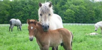 Research: How do horses read human emotional cues? —