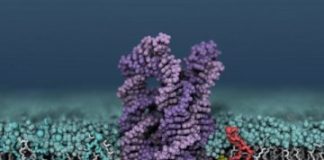 Study: DNA enzyme shuffles cell membranes a thousand times faster than its natural counterpart — (Details)