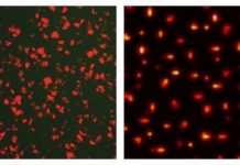 Tech: First in-vivo proof of principle that patterns can be stabilized by noise — (Report)