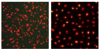 Tech: First in-vivo proof of principle that patterns can be stabilized by noise — (Report)