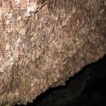 Study: Bogong moths first insect known to use magnetic sense in long-distance nocturnal migration — (Details)