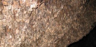 Study: Bogong moths first insect known to use magnetic sense in long-distance nocturnal migration — (Details)