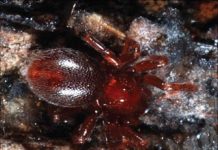 Research: Six new species of goblin spiders named after famous goblins and brownies —