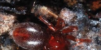 Research: Six new species of goblin spiders named after famous goblins and brownies —