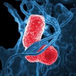 Study: Antibiotics may indirectly suppress resistant species via attack on sensitive partner species — (Details)