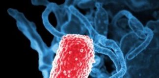 Study: Antibiotics may indirectly suppress resistant species via attack on sensitive partner species — (Details)