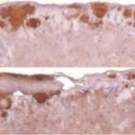 Study: Prion replication under low-RNA conditions results in altered disease features in animals — (Details)