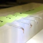 Study: California Aedes mosquitoes capable of spreading Zika — (Details)