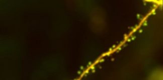 Study: Fundamental rule of brain plasticity — (Details)