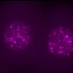 Study: Gene that makes up a fifth of the human genome is not a parasite, but key to the first stages of embryonic development — (Details)